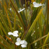 Libertia ixioides (Mikoikoi, NZ Iris)