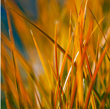 Libertia peregrinans (Mikoikoi, NZ Iris)