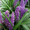 Liriope muscari (Purple Liriope)