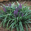 Liriope muscari (Purple Liriope)