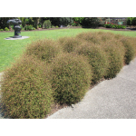 Muehlenbeckia astonii