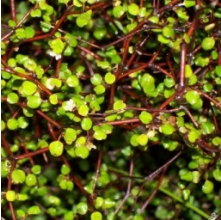 Muehlenbeckia astonii (Pohuehue)